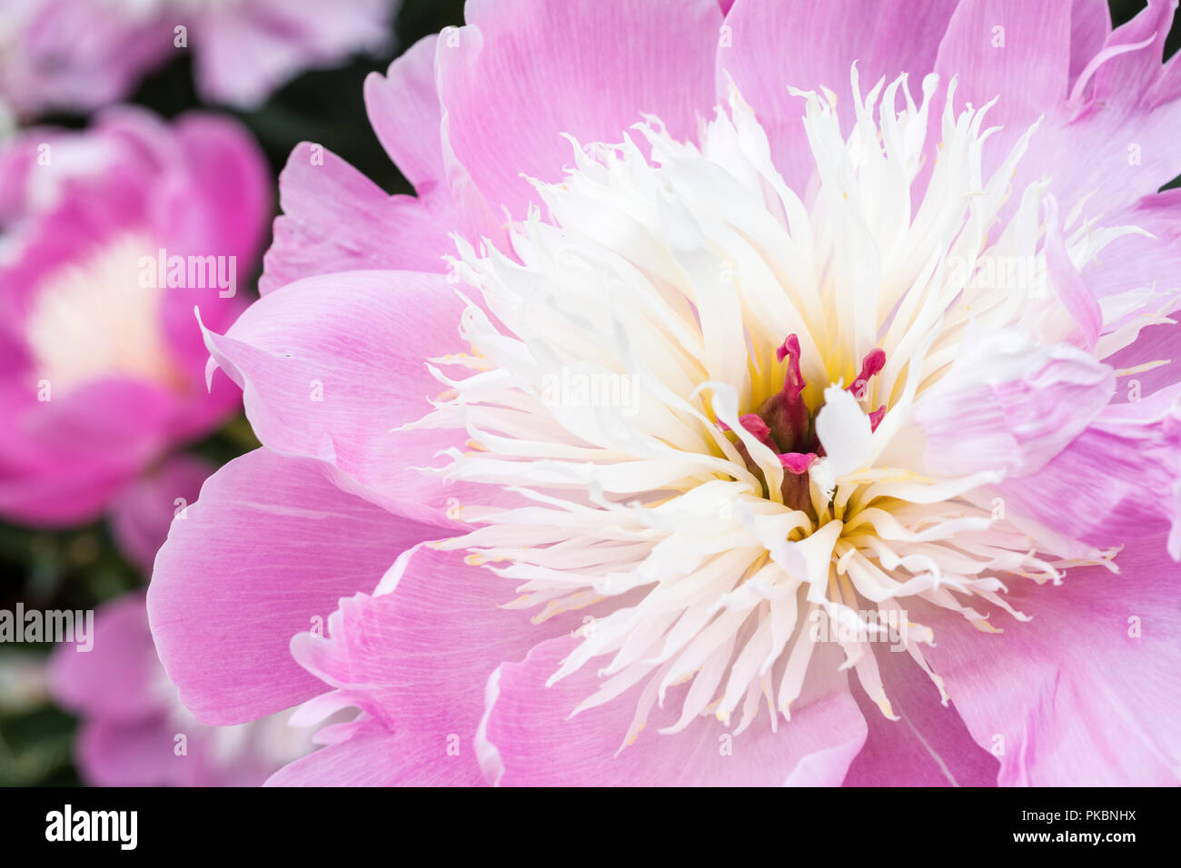 Close-up of Paeonia lactiflora 'Bowl of Beauty', peony 'Bowl of Beauty' flower Stock Photo