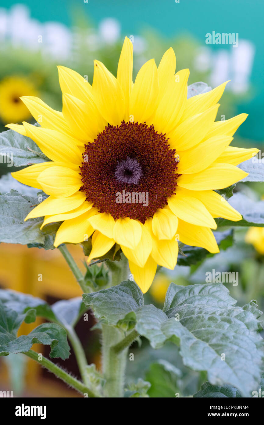 Helianthus annuus 'Sunsation Yellow' (Sunsation Series) sunflower 'Sunsation Yellow' Stock Photo