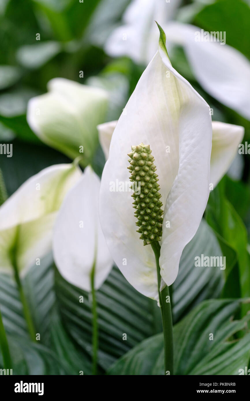 Spathiphyllum 'Pearl' Cupido, white flowers Spathiphyllum wallisii 'Pearl' Peace lilly Stock Photo