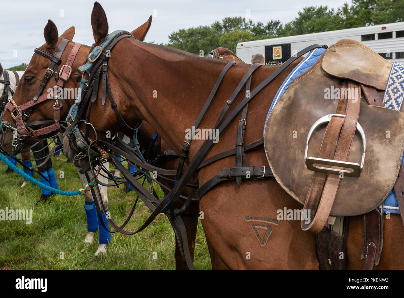 Niagara polo hi-res stock photography and images - Alamy