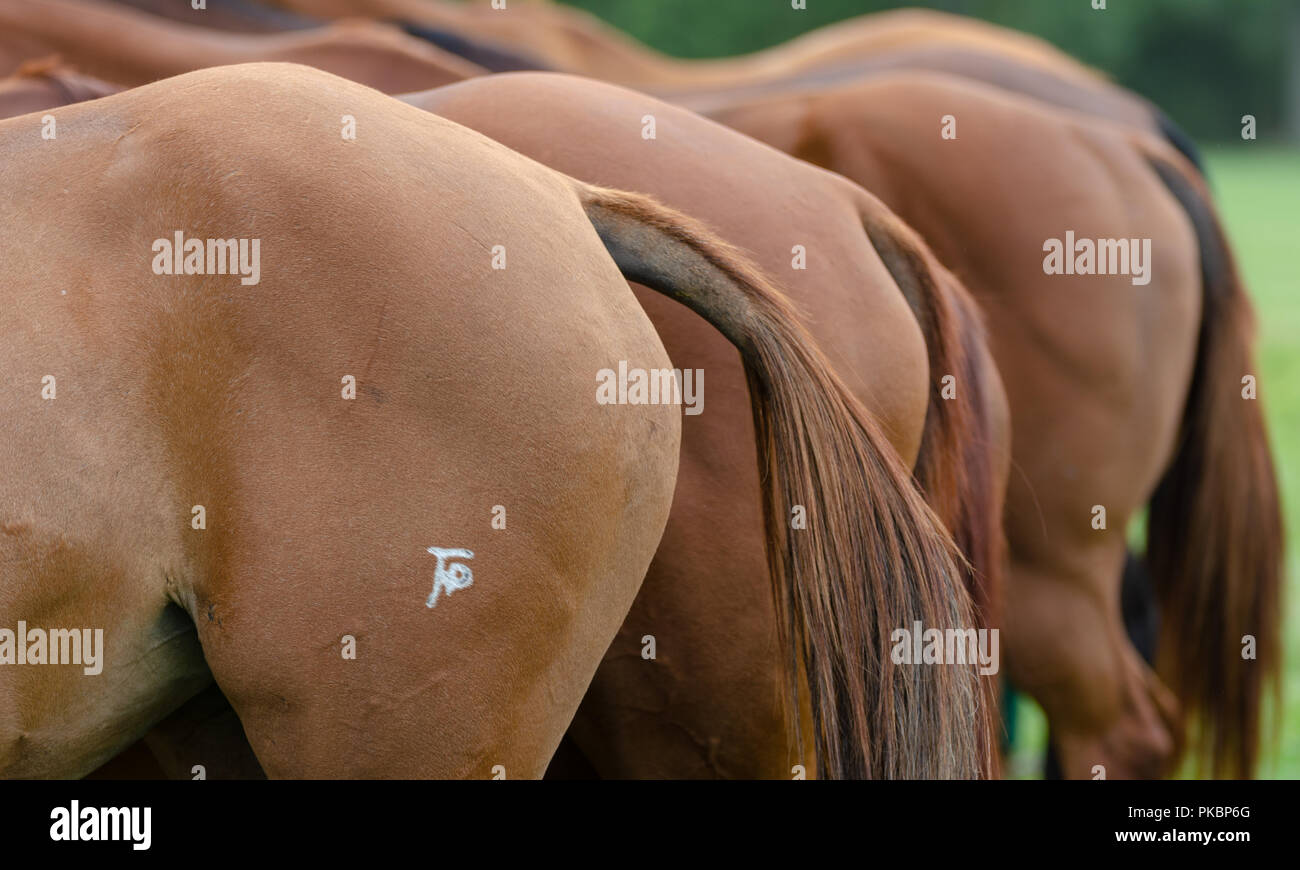 Niagara Polo featured two four-chukker games with players from the ...