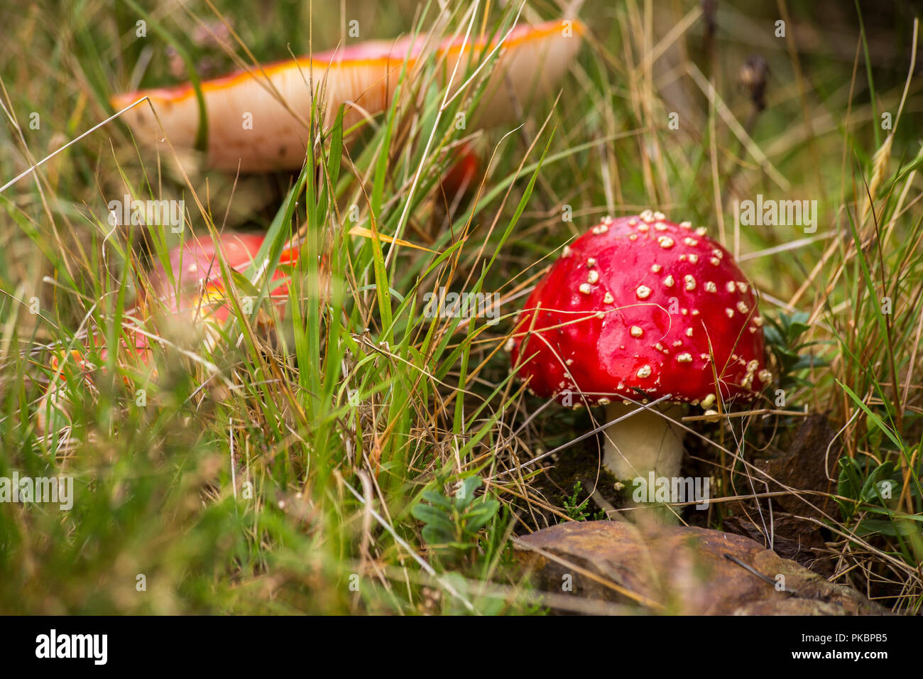 Red Mushroom With White Spots Flake close-up in the autumn forest Stock Photo