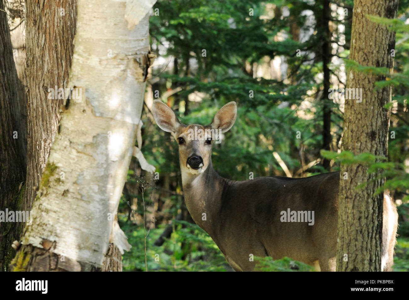 Deer animal close-up profile view displaying head, ears, eyes, nose, in its environment and surrounding with a bokeh foliage background and trees. Stock Photo