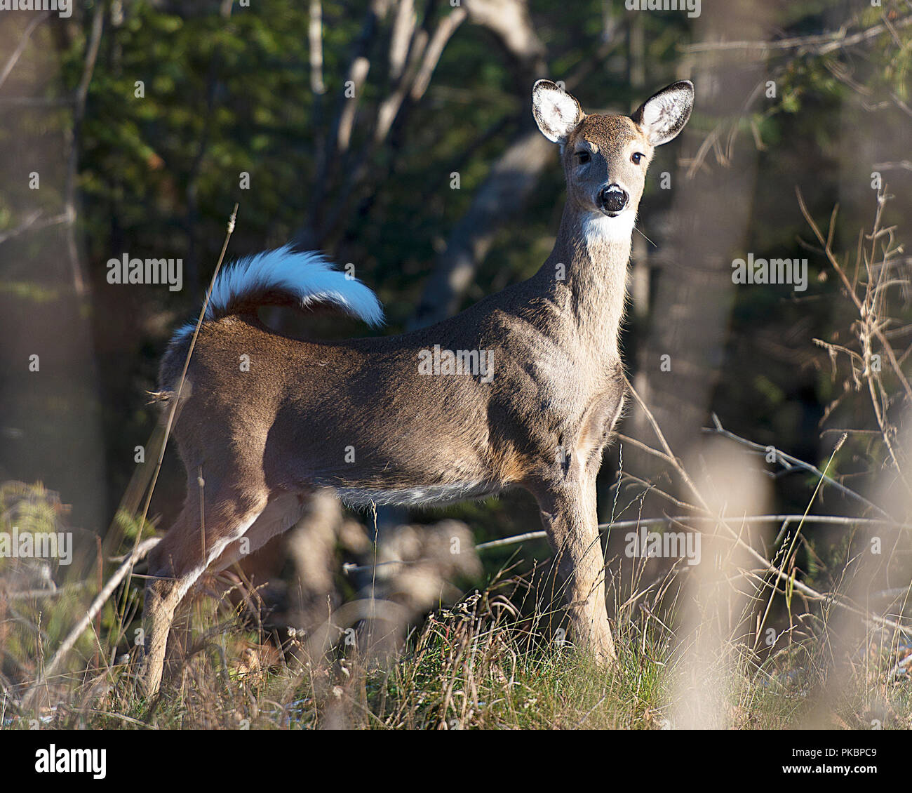 Deer animal close-up view in the forest displaying body, head, ears, eyes, nose, white tail  in its environment and surrounding with a bokeh foliage b Stock Photo