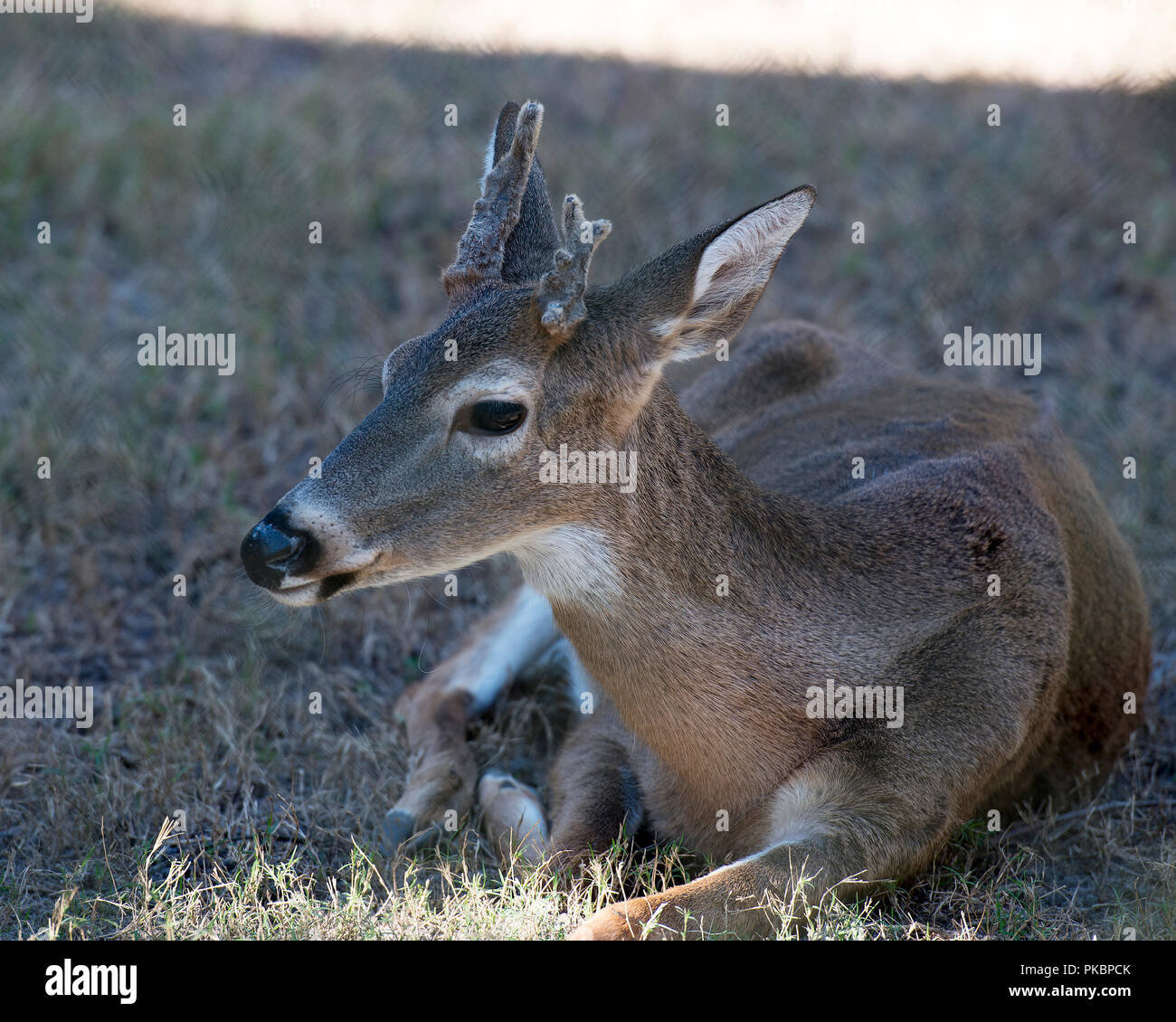 Deer animal resting close-up view displaying body, head, anthlers, ears, eyes, nose, legs in its environment and surrounding with a bokeh background. Stock Photo