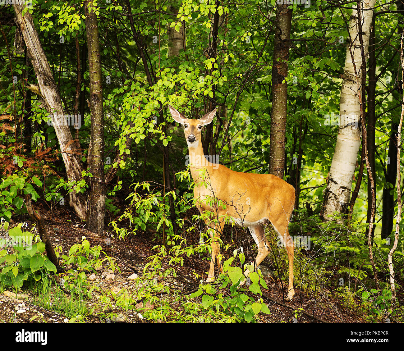 Deer animal in the forest displaying body, head, ears, eye, nose, legs with a foliage background of trees in its surrounding and environment. Stock Photo