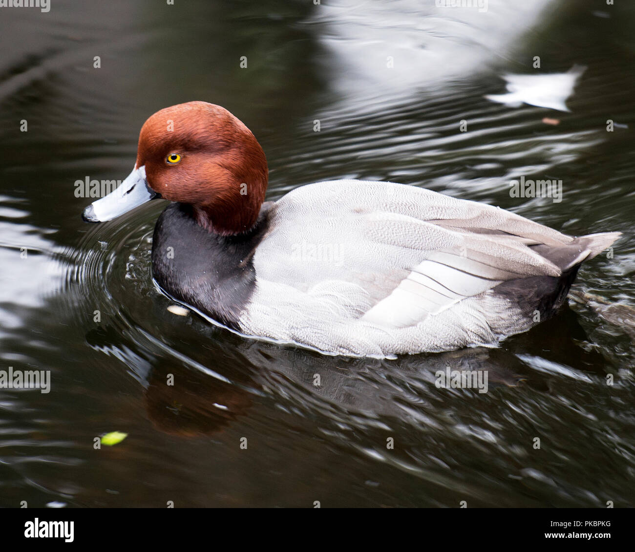 Duck profile photo hires stock photography and images Alamy