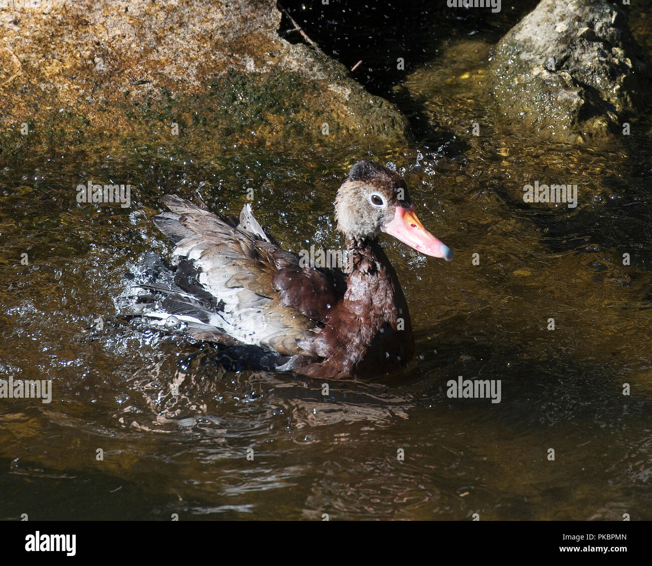 Duck enjoying its surrounding in the sun Stock Photo Alamy