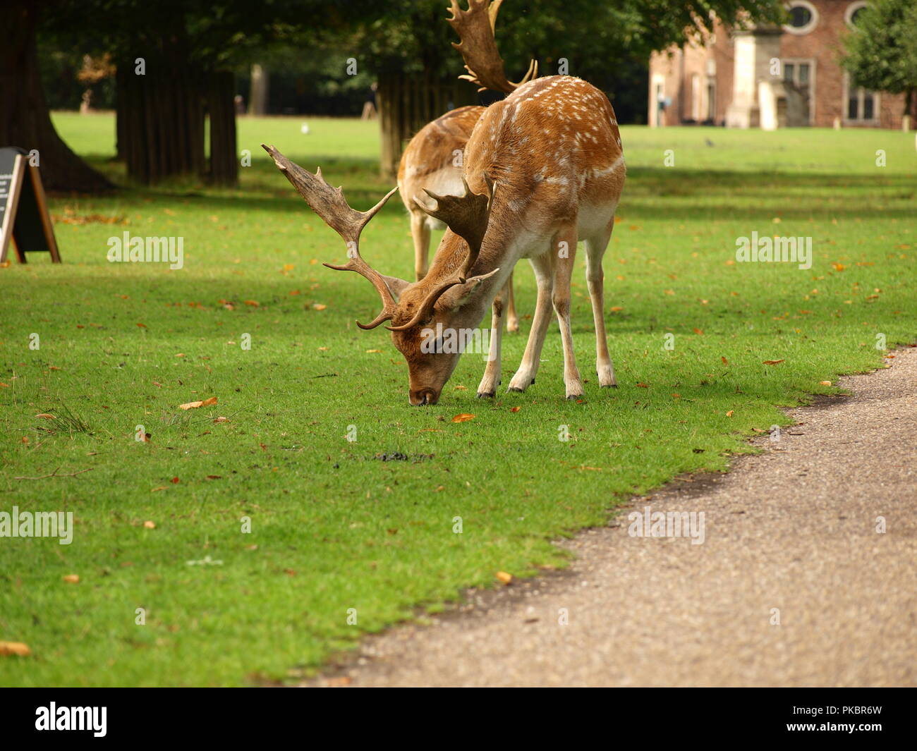 Male deers hires stock photography and images Alamy
