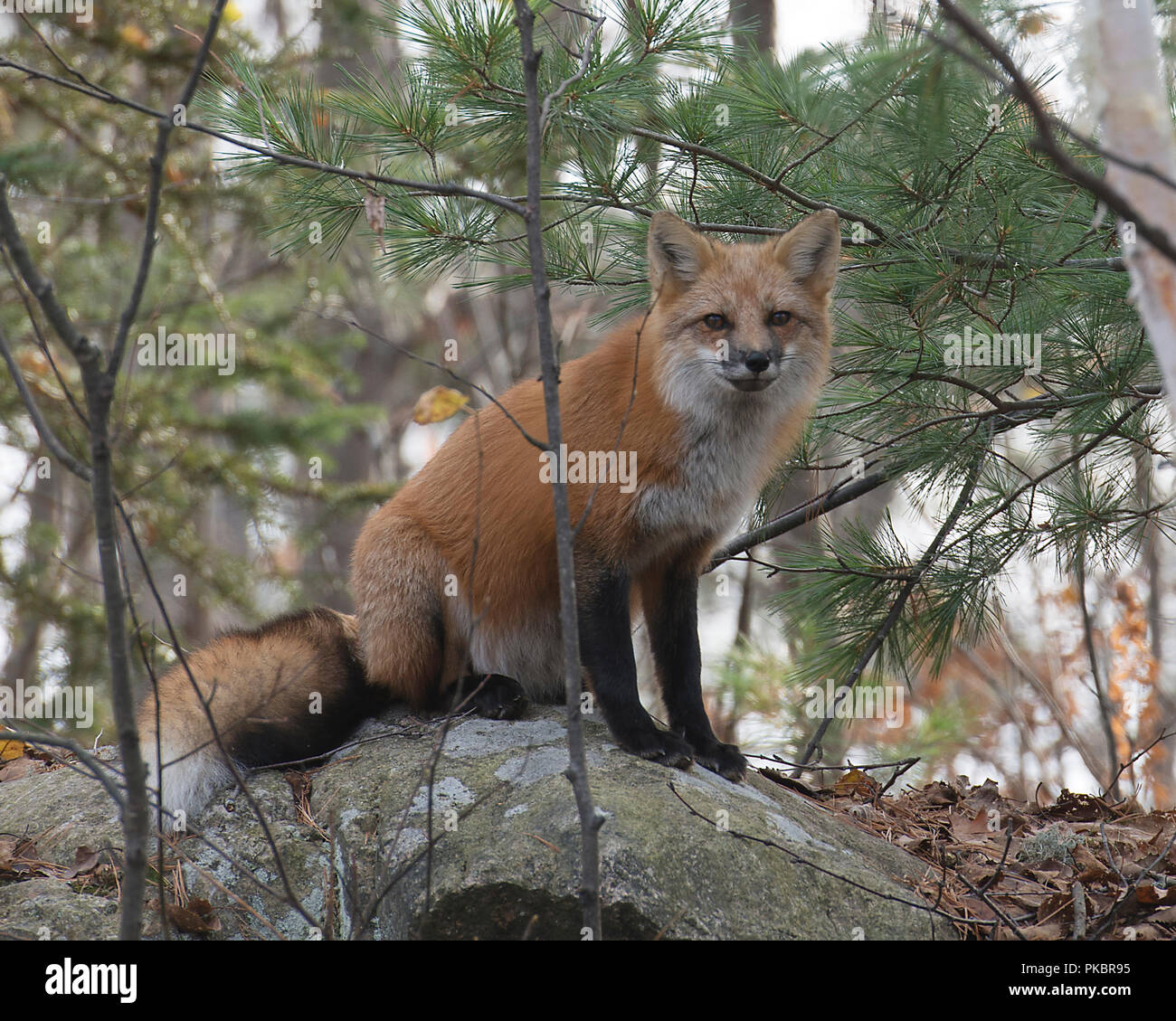 Fox Red Fox animal in the forest  sitting on a rock with background of foliage and trees. Stock Photo
