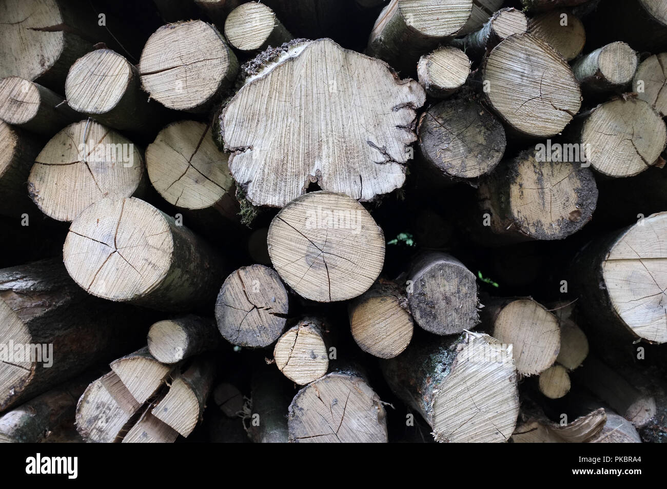 Freshly cut timber stacked high in Grovely Woods, Wilton near Salisbury UK. 2018. Stock Photo