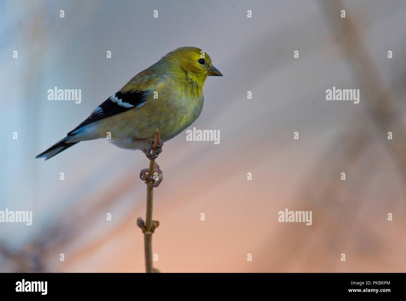 American Goldfinch :: Carduelis tristis Stock Photo - Alamy