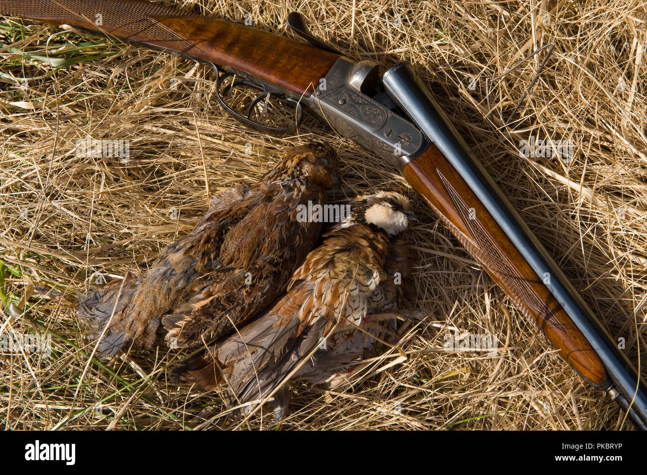 Upland game bird hunting in Loudoun County Virginia Stock Photo Alamy