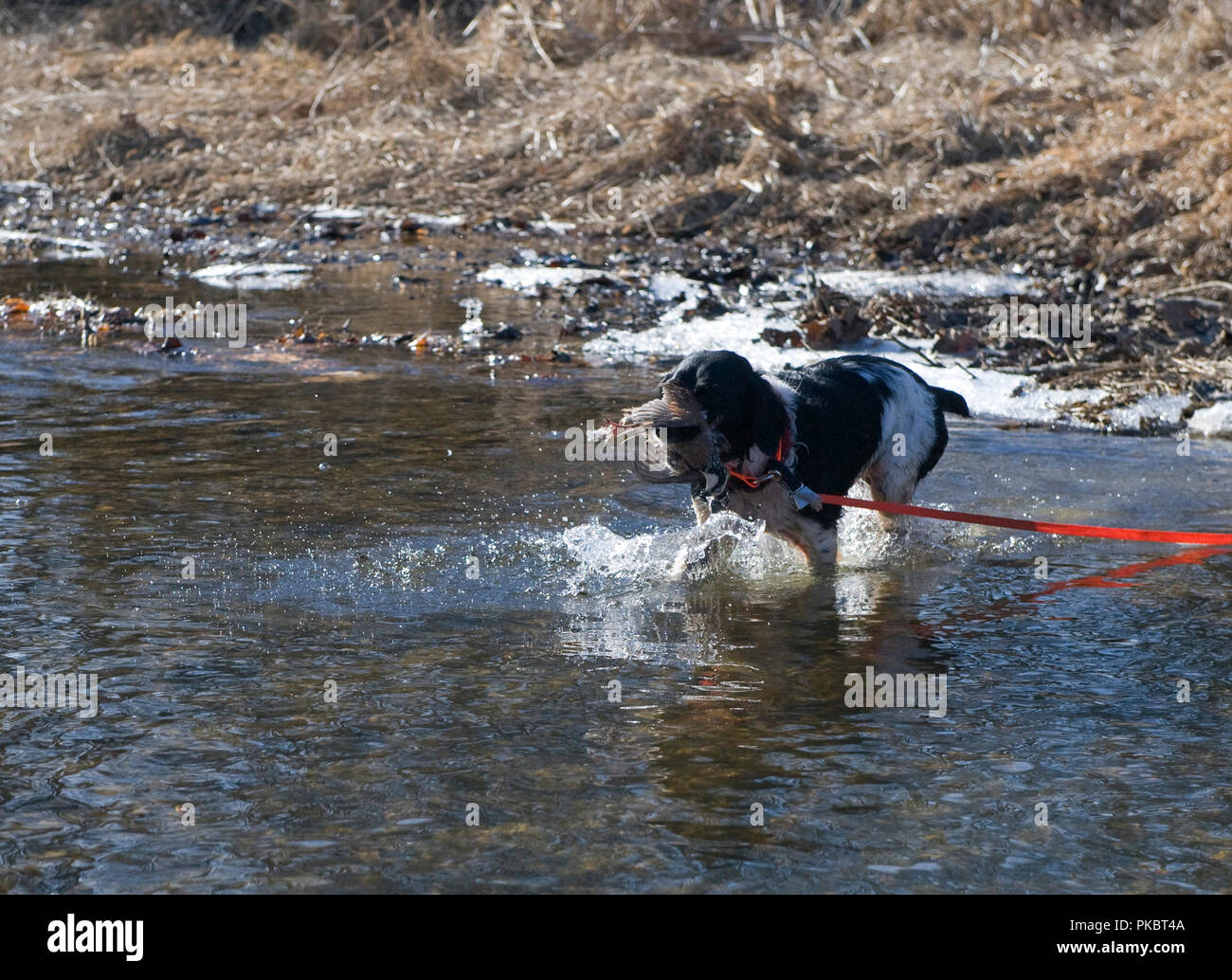 Upland game bird hunting in Loudoun County Virginia. Here a French