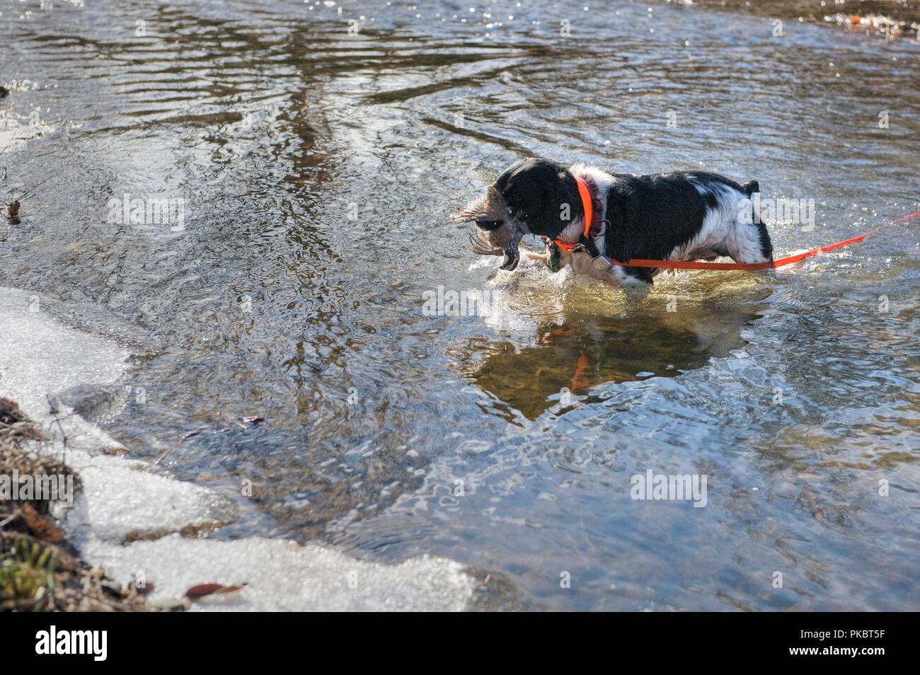 Upland game bird hunting in Loudoun County Virginia. Here a French