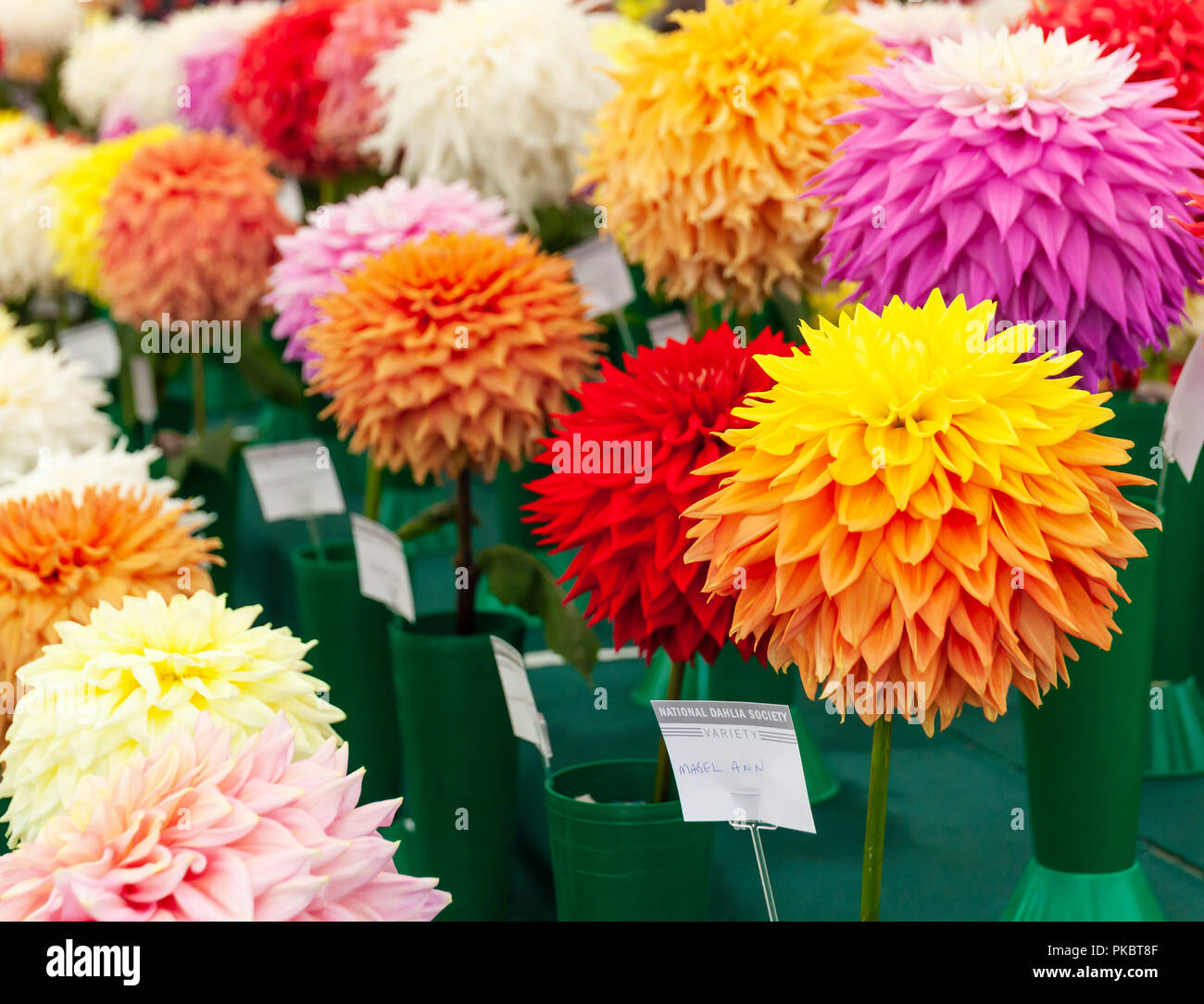 National Dahlia Society display Wisley Gardens. Stock Photo