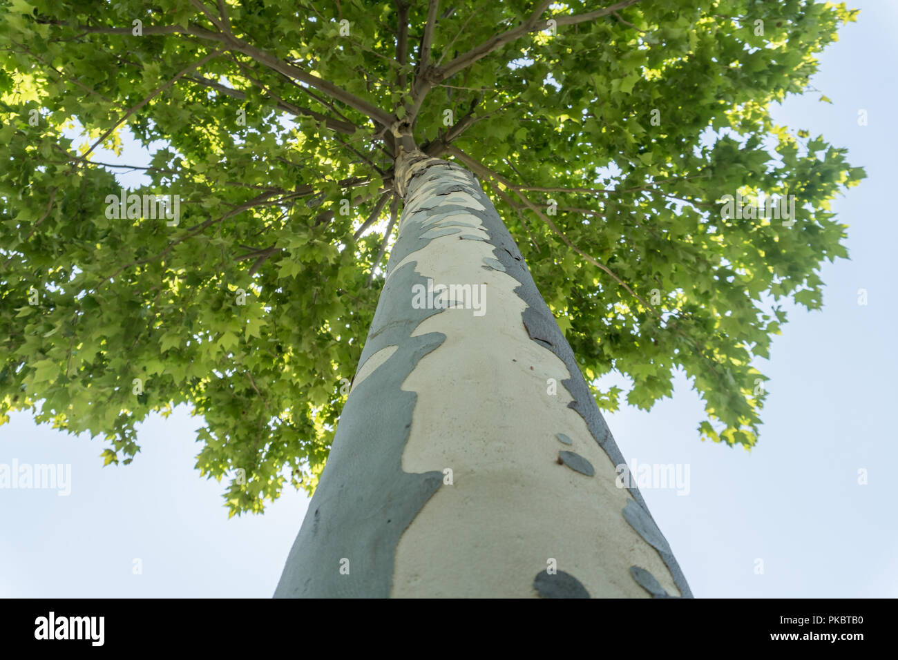 High Plane tree with green leaves View from bottom. Stock Photo