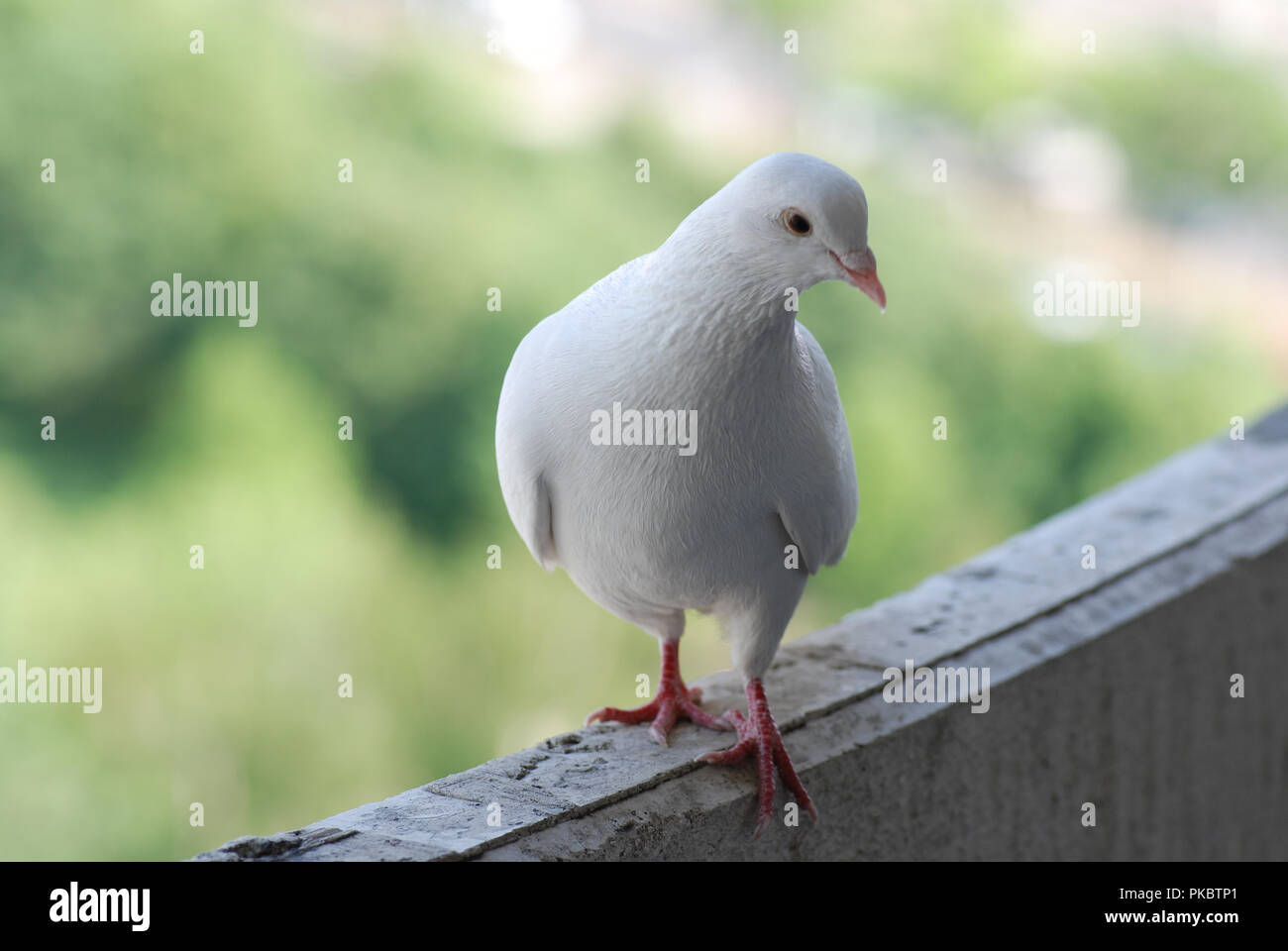 Proud white pigeon on a balcony over blurred green street background Stock Photo