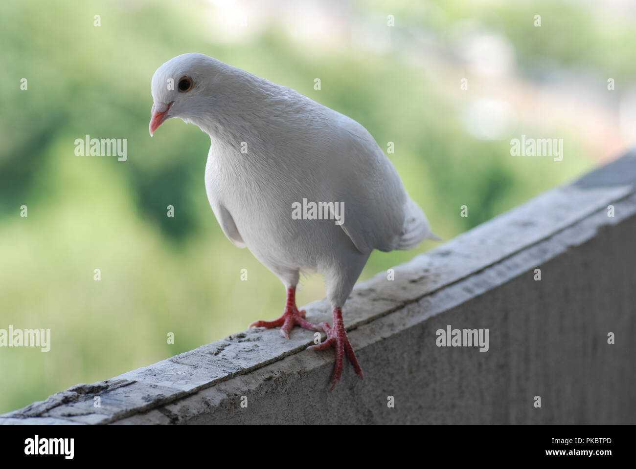 Proud white pigeon on a balcony over blurred green street background Stock Photo