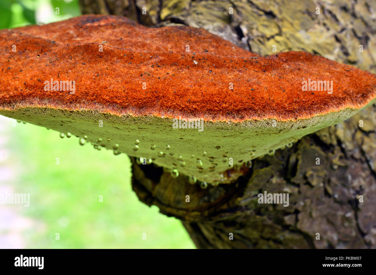 Mushroom grows on an apple tree Stock Photo