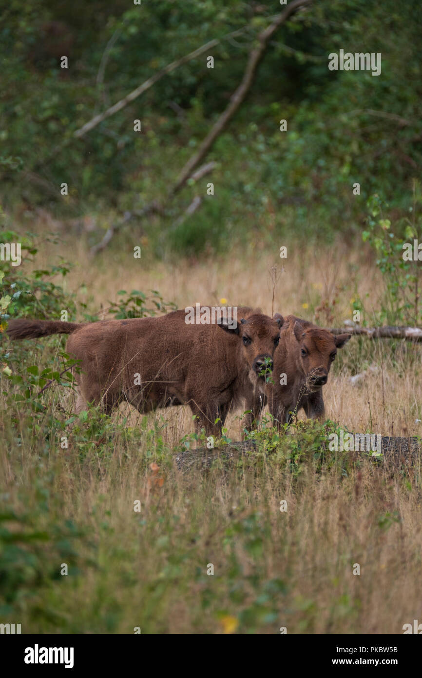 two young wisent calves The European bison standing in the natural park of the Maashorst, Netherlands Stock Photo