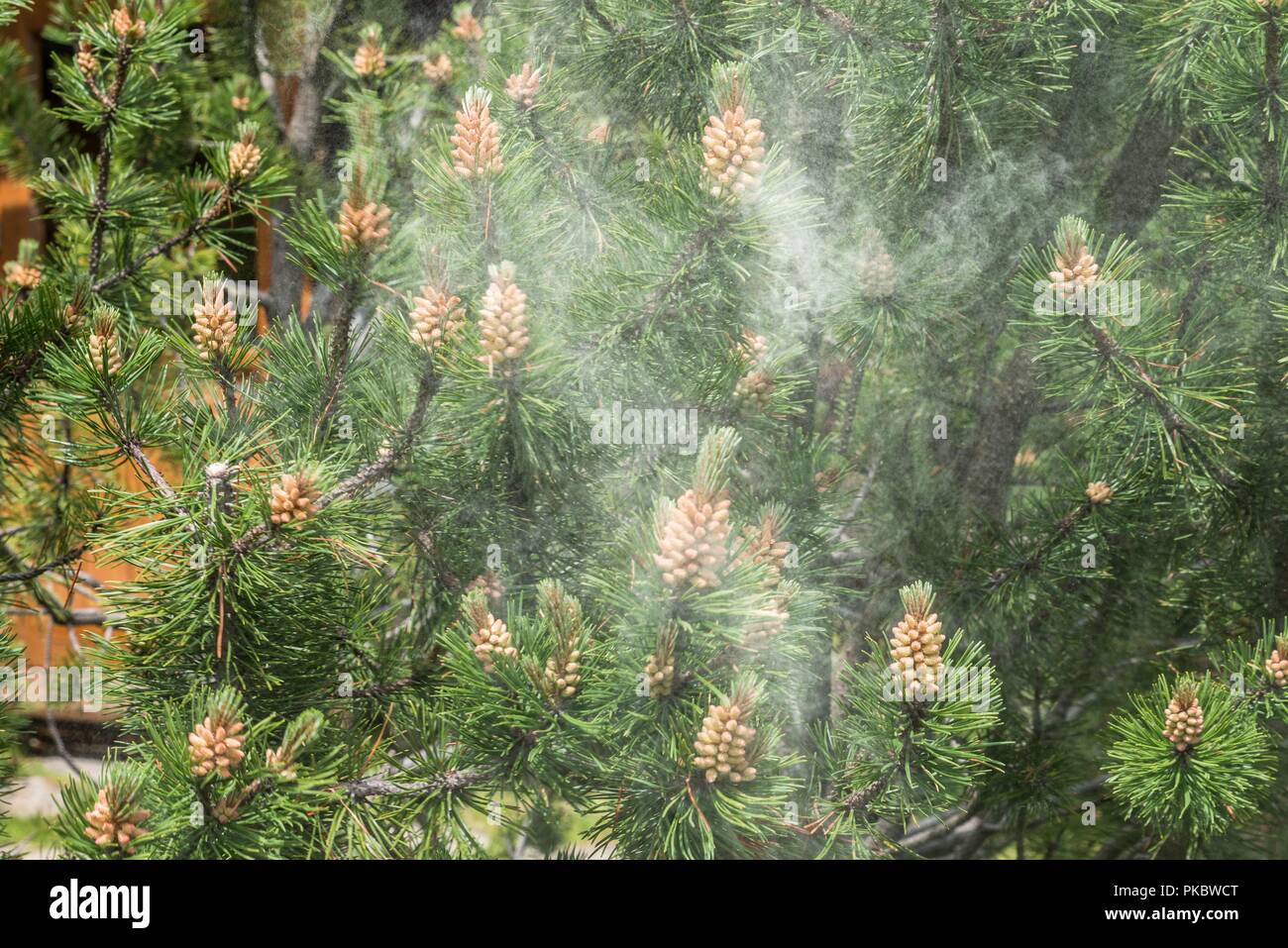 Cloud of pollen from a pine tree Stock Photo Alamy