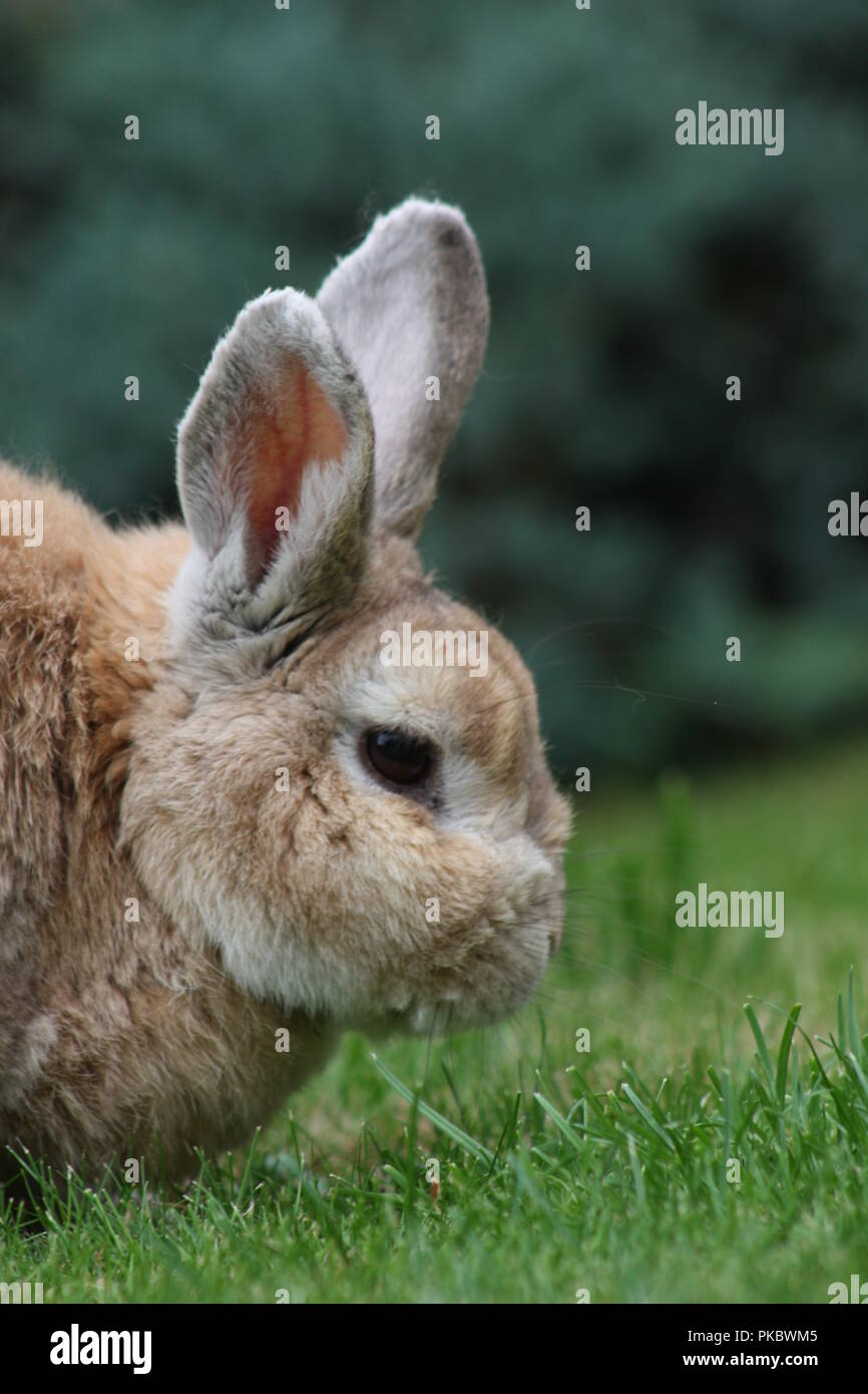Ginger bunny rabbit hi-res stock photography and images - Alamy