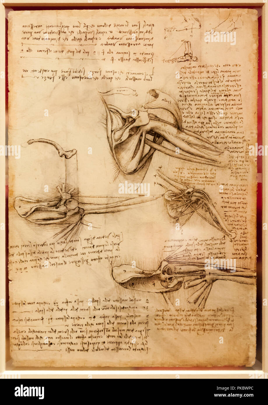 Leonardo da Vinci's human shoulder anatomical drawing at The Queen's Gallery, London, England, UK Stock Photo