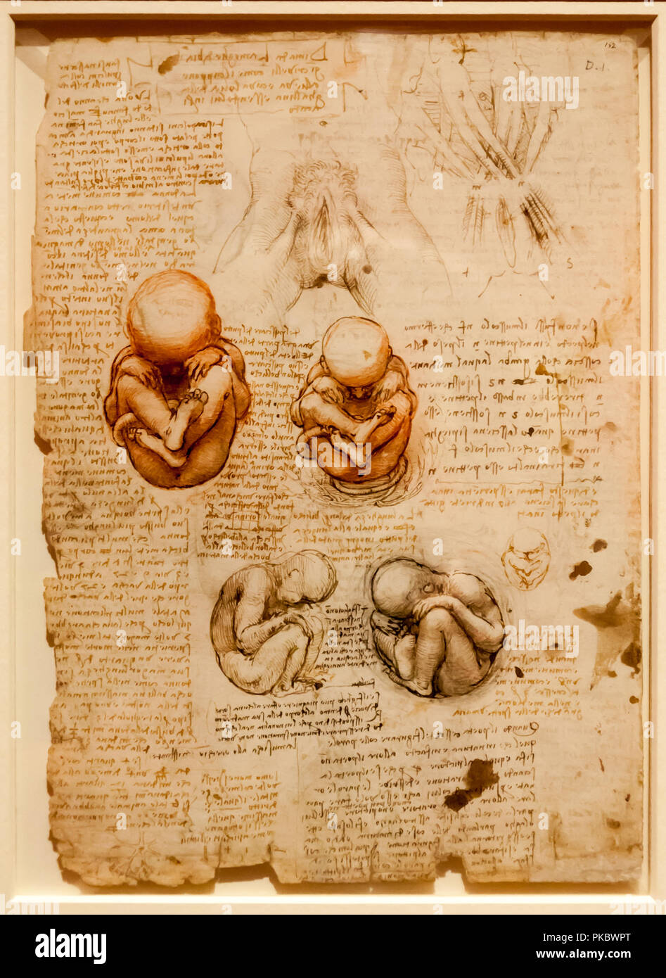 Leonardo da Vinci's human baby foetal position anatomical drawing at The Queen's Gallery, London, England, UK Stock Photo
