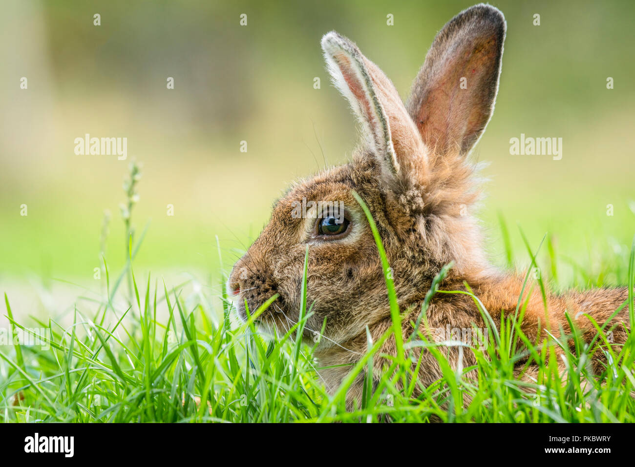 Brown rabbit hiding in green grass in the spring looking cute with ...