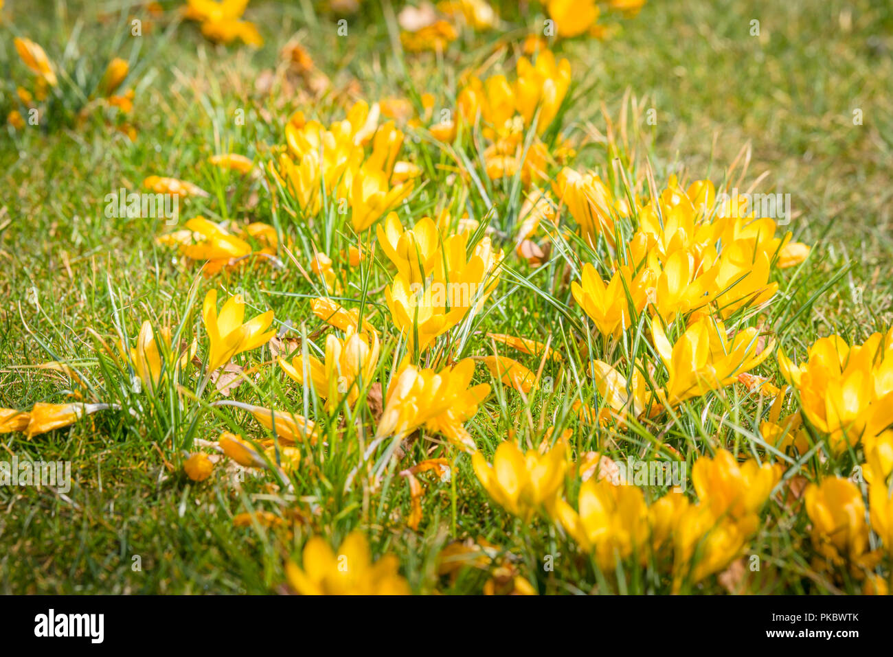 Springtime Crocus Flowers In Yellow Colors On A Green Lawn In The Sun Early In The Spring Stock Photo Alamy
