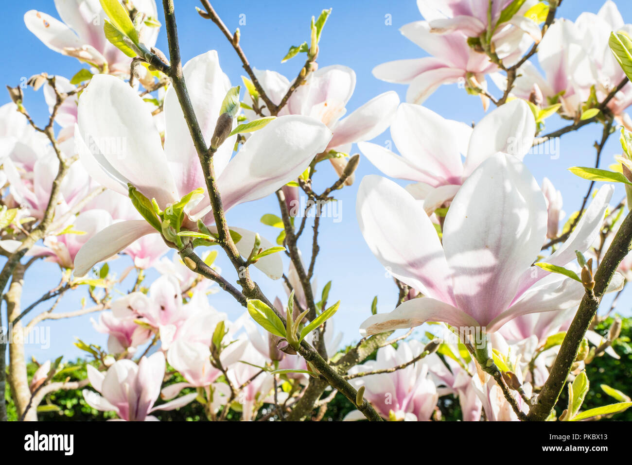 Magnolia tree with white flowers in the summer sun and blue sky Stock ...