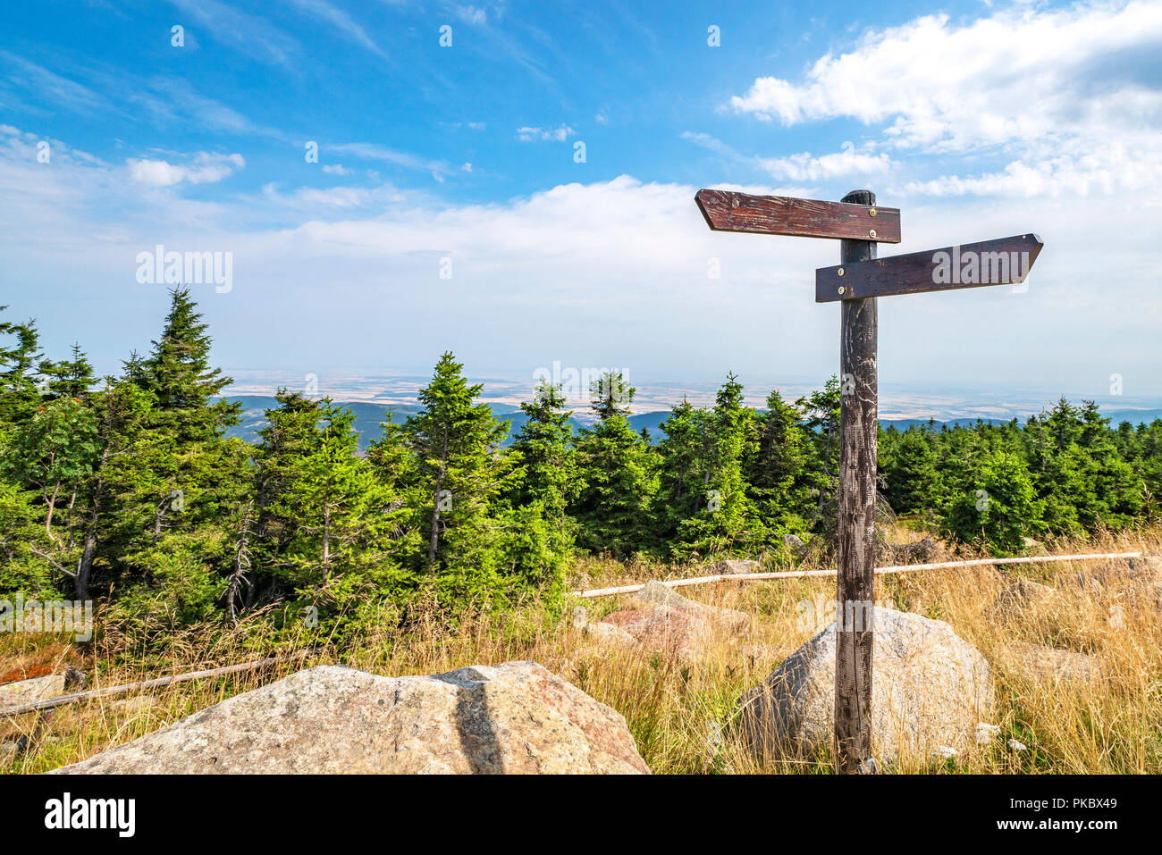 Wooden sign showing different directions on the top of a hill with pine