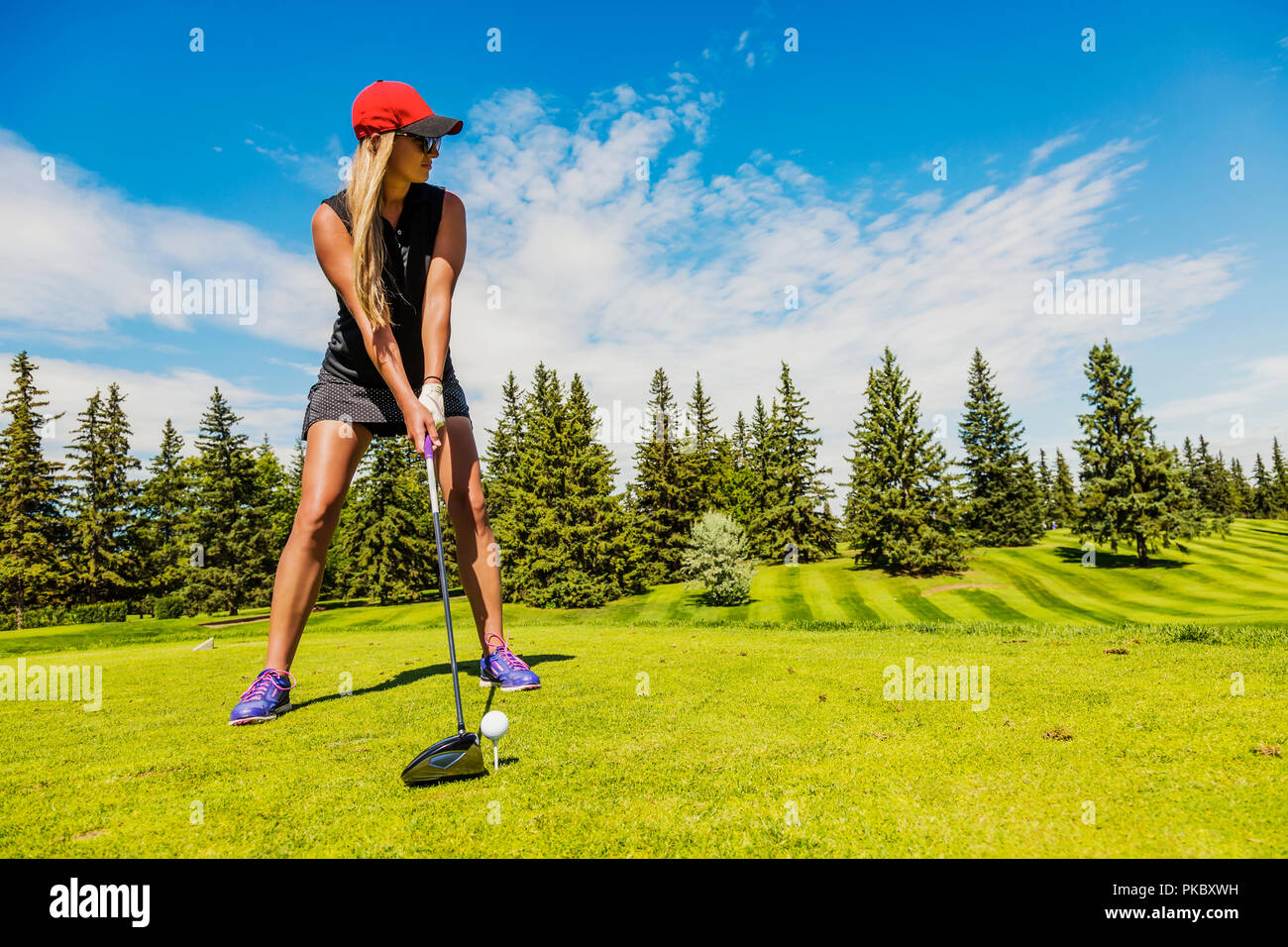 A female golfer lines up her driver to the golf ball on a tee; Edmonton, Alberta, Canada Stock Photo