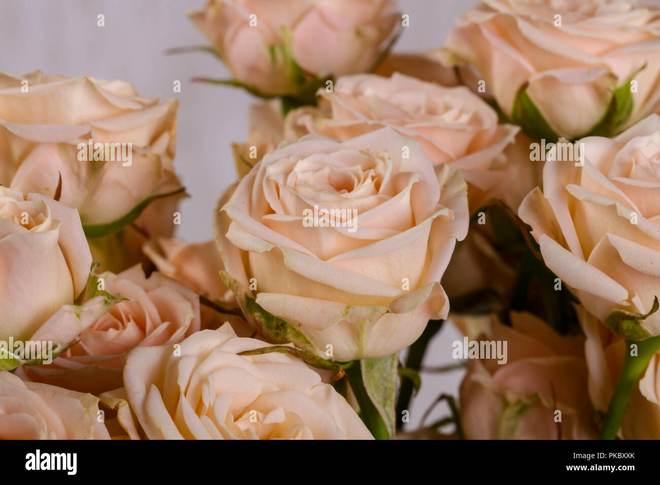 Pink roses bouquet isolated on white background Stock Photo - Alamy