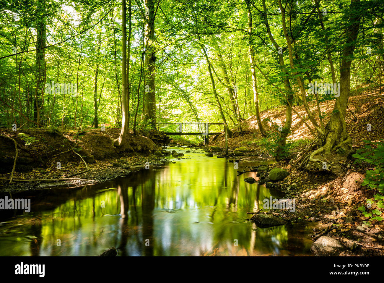 Green forest with a river running through under a bridge in the summer  Stock Photo - Alamy
