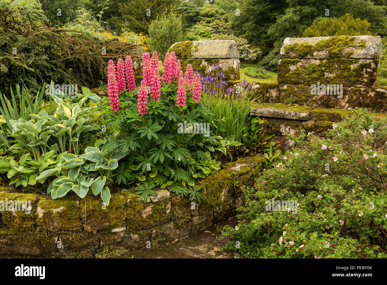 English country flowers in flowerbed alongside castellated wall, near Powburn; Northumberland, England Stock Photo