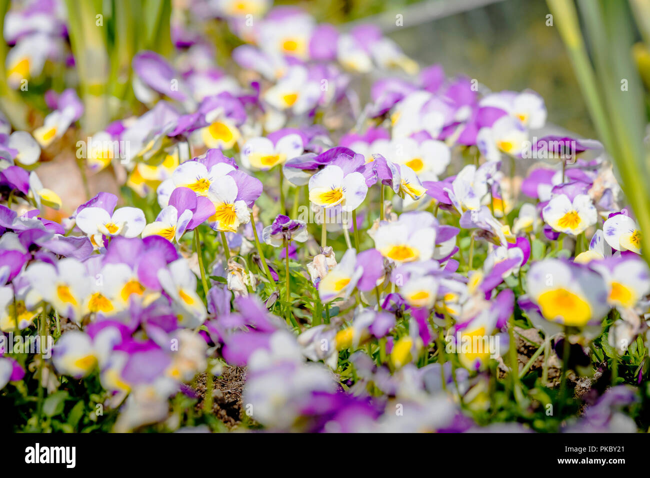 Viola tricolor also known as Johnny Jump up flowers in the sun on a meadow in the summer Stock Photo