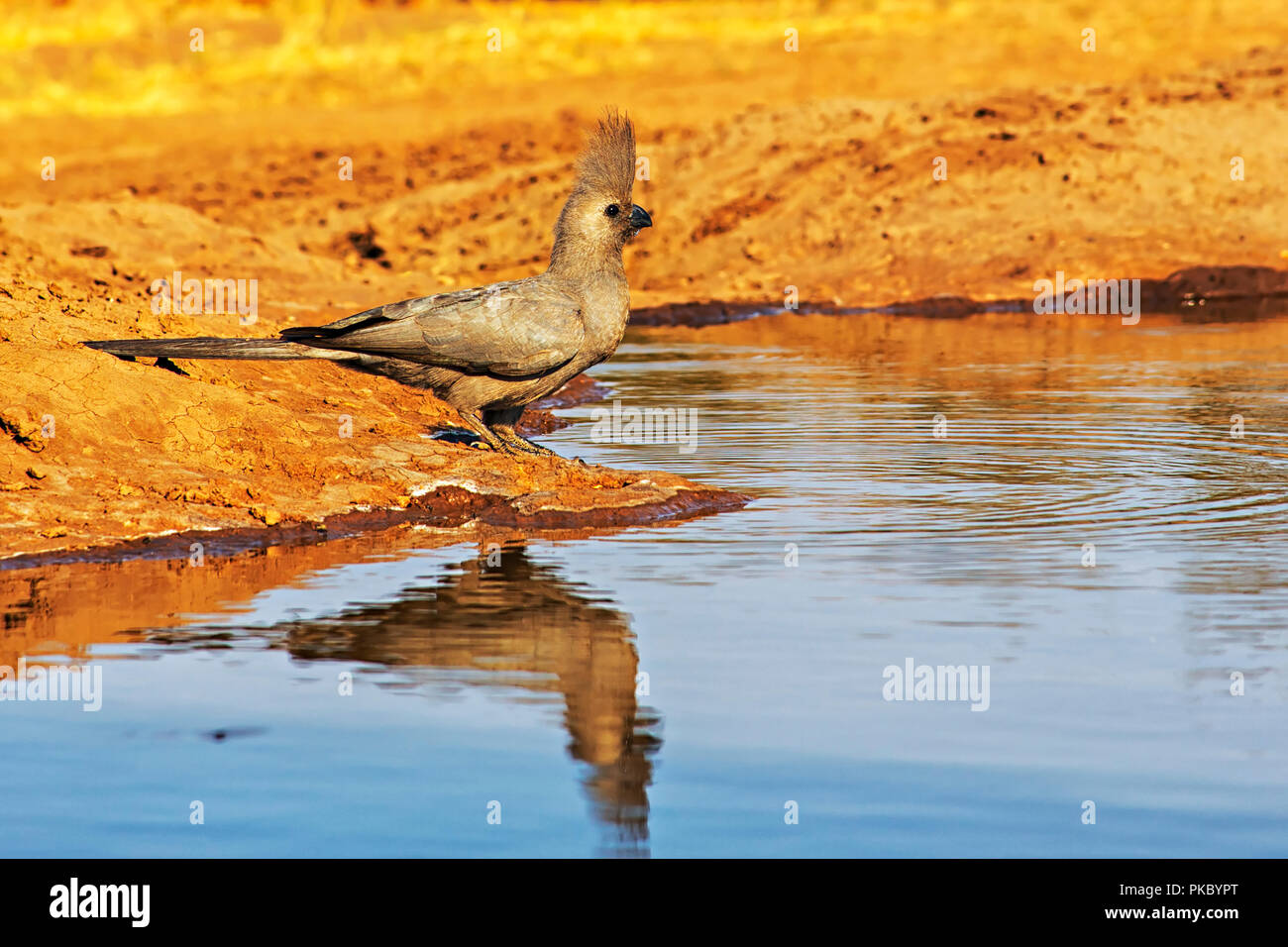 Grey Go-Away-Bird (Corythaixoides concolor); Botswana Stock Photo