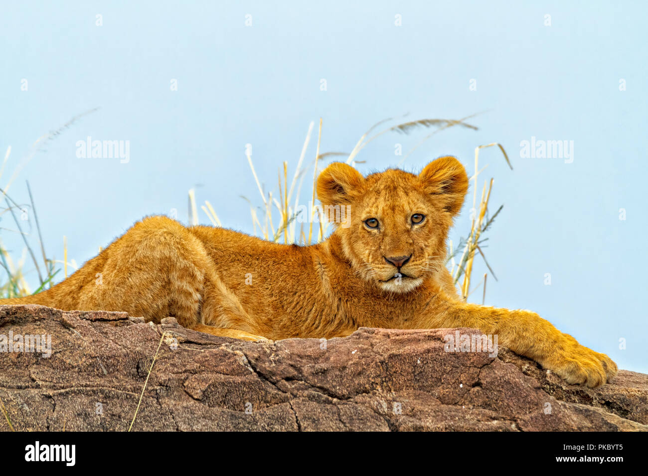 Lion (Panthera leo) cub lying on a rock; Kenya Stock Photo