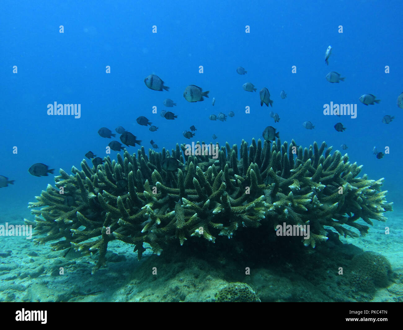 Lingshui. 12th Sep, 2018. Fishes swim over staghorn corals at the sea area of Fenjiezhou Island in south China's Hainan Province, Sept. 12, 2018. People on the Island have devoted to the protection and nurturing of corals for more than a decade. Under guidance of marine experts, they put man-made reefs under sea to create growing conditions for corals, which in turn improves the habitat for fish. The ecosystem of coral reef around the Island is preserved well now. Credit: Yang Guanyu/Xinhua/Alamy Live News Stock Photo