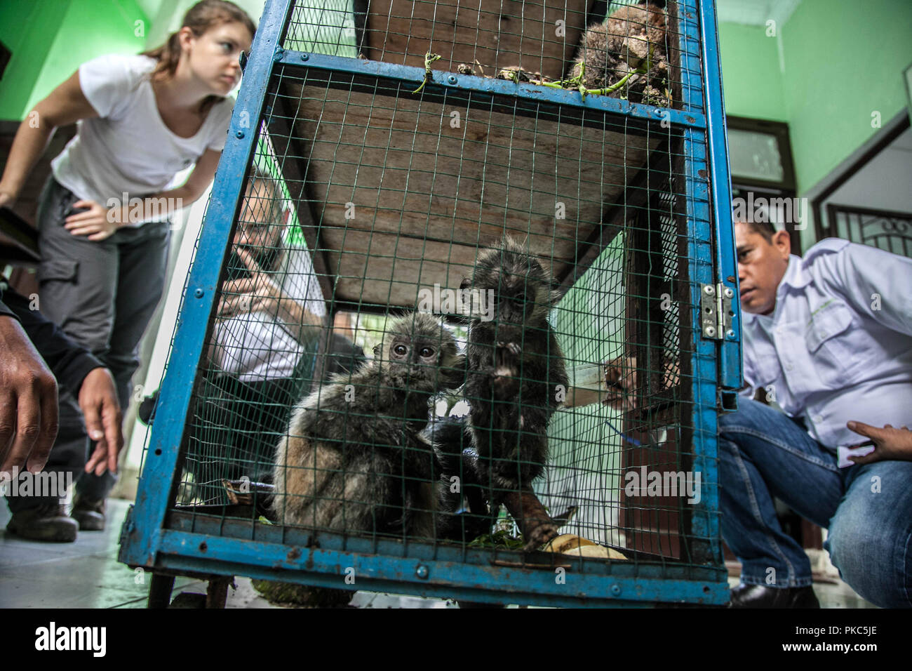 Medan, North Sumatra, Indonesia. 12th Sep, 2018. Evidence of the child of the Gray Lutung (Trachypithecus cristatus) seen in a cage confiscated from smugglers during a press conference in Medan Indonesia. Forest officials managed to arrest a protected trade suspect in an online animal, and confiscated four gray Lutung and four slow lorises. Credit: Ivan Damanik/ZUMA Wire/Alamy Live News Stock Photo