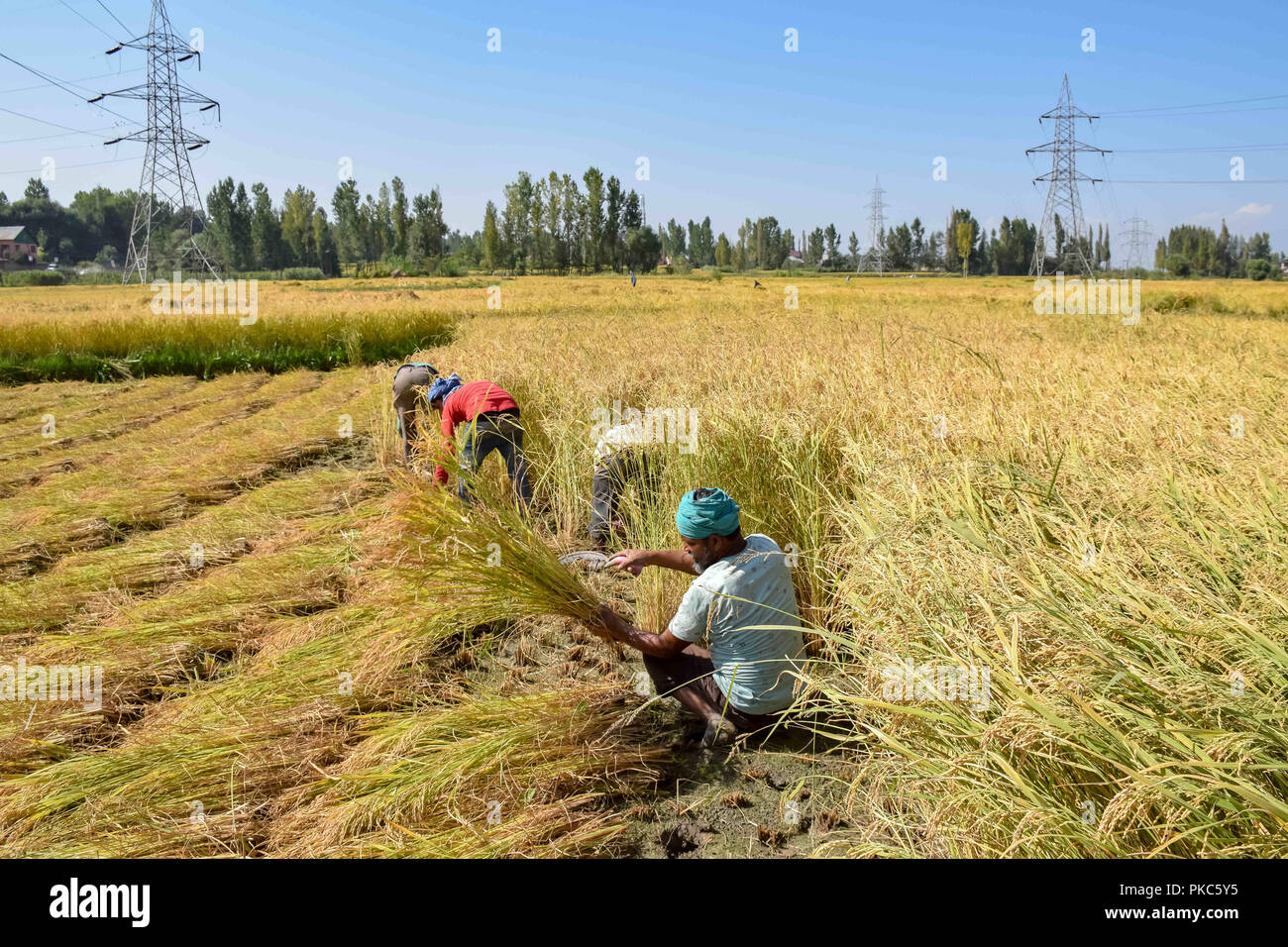 September 12, 2018 - Budgam, Jammu & Kashmir, India - Rice workers seen harvesting crops in a field in Budgam..Rice is the staple food for people of Jammu and Kashmir particularly of Kashmiris. The valley constitutes about two-thirds of the total area under rice cultivation in the whole state. (Credit Image: © Idrees Abbas/SOPA Images via ZUMA Wire) Stock Photo