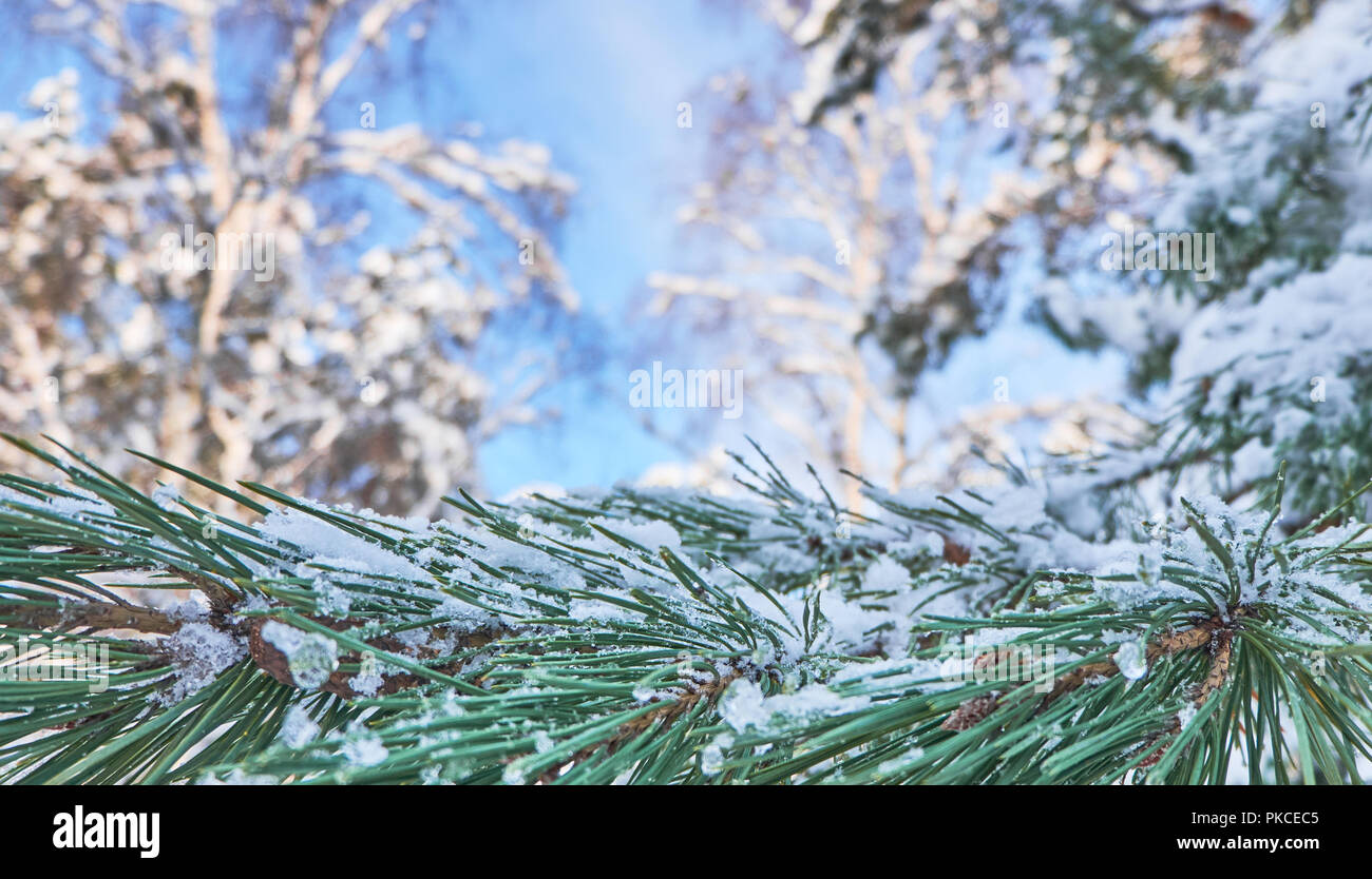Winter background with pine tree branch covered with snow Stock Photo ...