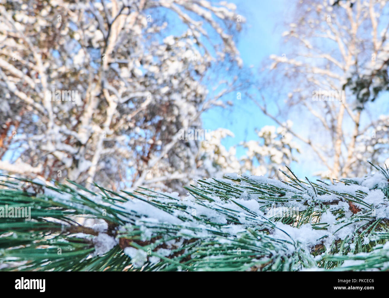 Winter background with pine tree branch covered with snow Stock Photo ...