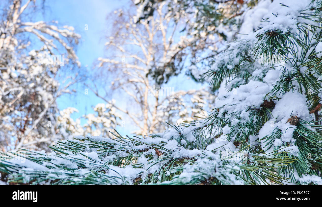 Winter background with pine tree branch covered with snow Stock Photo ...