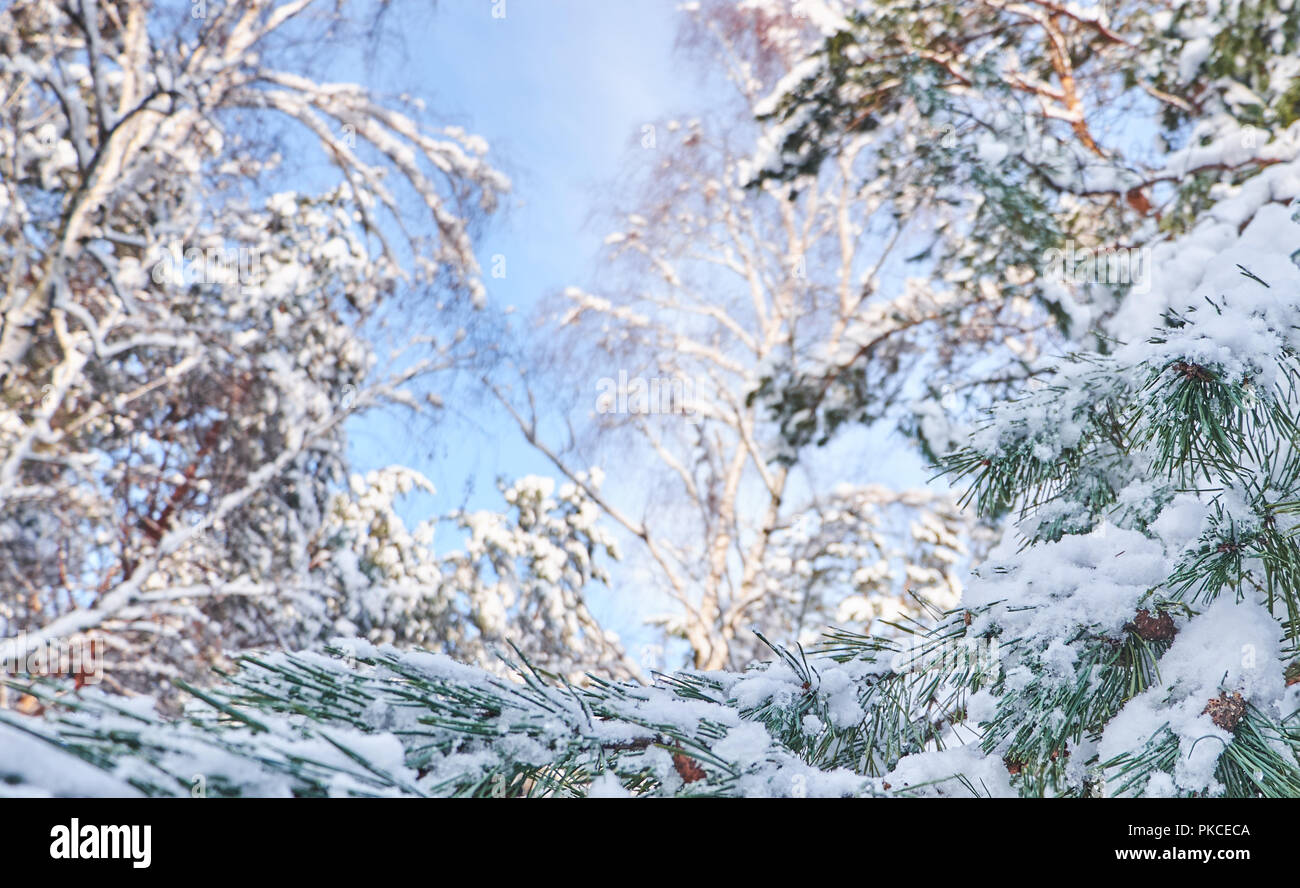 Winter background with pine tree branch covered with snow Stock Photo ...