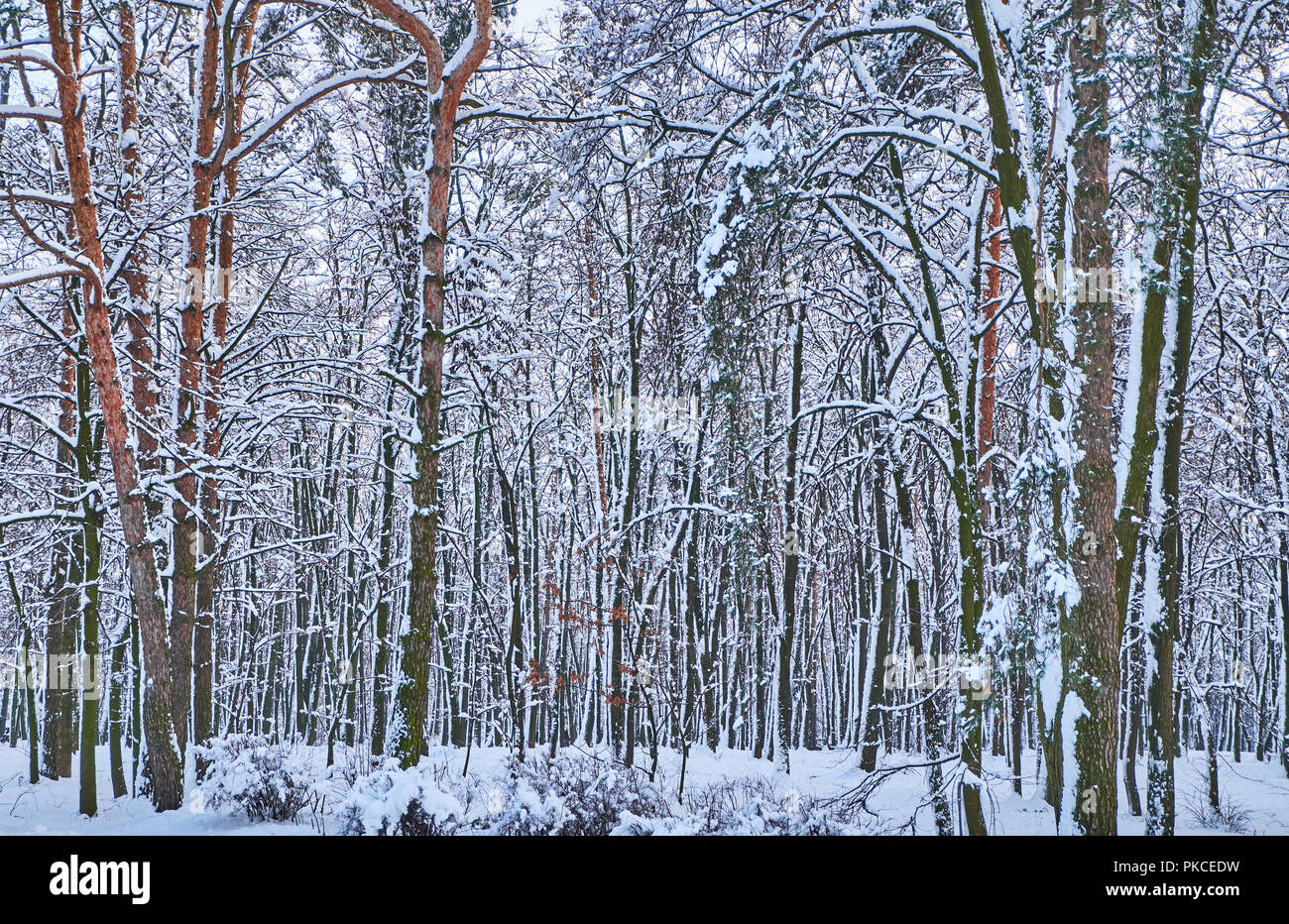 Winter park background with trees covered with white snow Stock Photo ...
