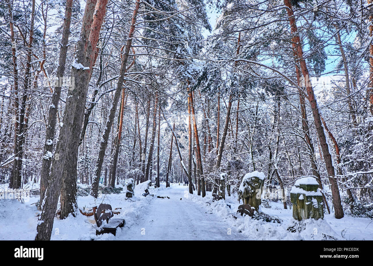 Winter park background with trees covered with white snow Stock Photo ...