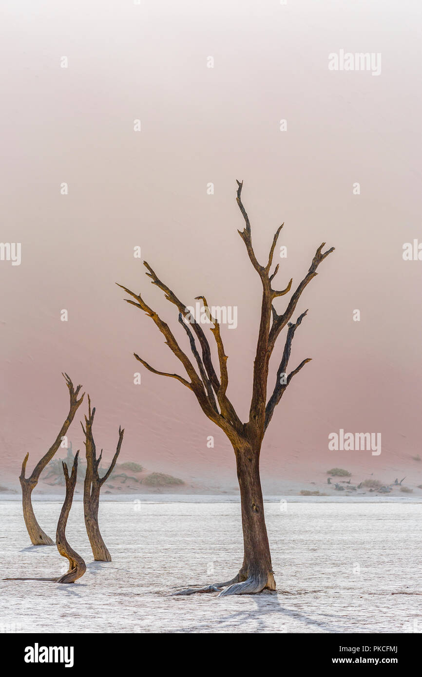 Deadvlei dawn hi-res stock photography and images - Alamy
